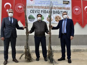 Gümüşhane’de Üreticilere 5 Bin 600 Ceviz Fidanı Dağıtıldı