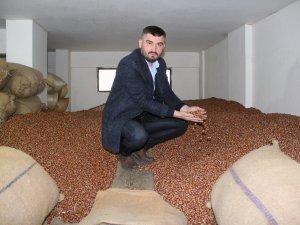 Fındık Fiyatı Haftayı 23,75 Liradan Kapatıyor