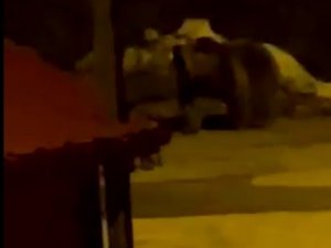 Kış Uykusundan Uyanan Aç Ayı Uzungöl Merkezine İndi