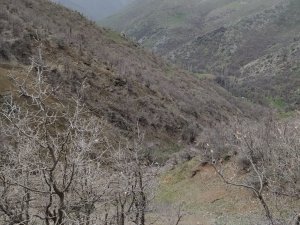 Dağ Keçileri Sınır Bölgesinde Sürü Halinde Görüntülendi