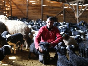 Artvinli Küçükbaş Üreticileri ‘Hemşin’ Irkından Vazgeçmiyor