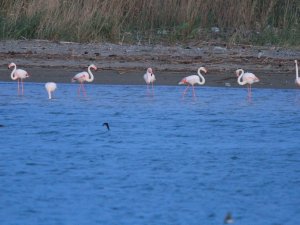 Flamingoların Fırtına Molası