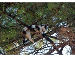 Yavru Kedi İkinci Operasyonda Kurtarıldı