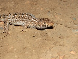 Bu Kertenkele Türkiye’de Dördüncü Dünyada 45. Tür Olarak Literatüre Girdi