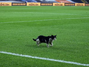 Kadıköy’de Sahaya Kedi Girdi