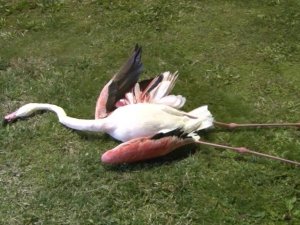 İzmir’de Telef Olan Flamingoların Ölüm Sebebi Belli Oldu