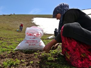 Havaların Isınmasıyla Kadınların Pancar Mesaisi Başladı