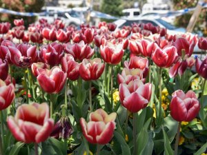 Giresun Çiçeklerle Renklendi