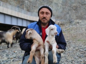 Artvin’de Yayla Göçü Başladı