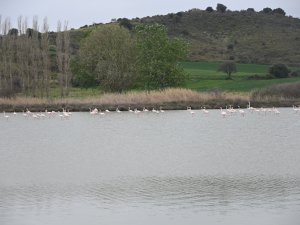 Göç Eden Flamingolar Çanakkale Tarihi Ala’nda Durakladı