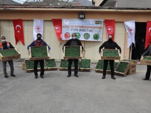 Gümüşhane’de Üreticilere 146 Bin 700 Adet Fide Dağıtıldı