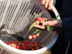 Kuzey Yarımkürenin İlk Kiraz Hasadı Manisa’dan