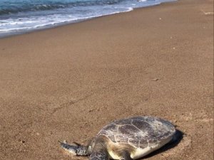 Antalya’da Caretta Caretta Ölüsü Sahile Vurdu