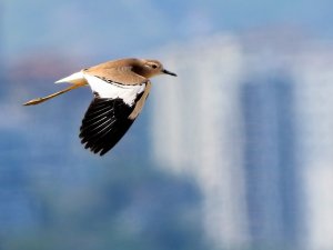 Trabzon’da İlk Kez Fotoğraflandı