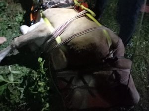 Giresun’da Uçuruma Yuvarlanan İnek Akut Ekipleri Tarafından Kurtarıldı