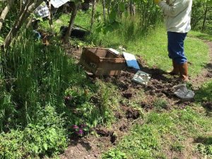 Kış Uykusundan Uyanan Aç Ayıların Doğu Karadeniz’deki Saldırıları Arttı