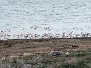 Yüzlerce Flamingonun Görsel Şöleni Havadan Görüntülendi