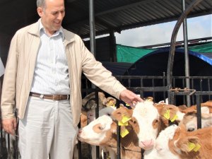 Giresun’da 9 Bin 170 Buzağı Yetiştiricisine 14 Milyon Liralık Destek