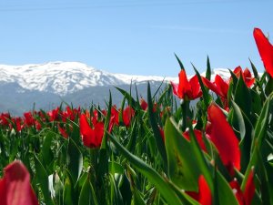 Muş Ovası Lalelerle Kırmızıya Büründü