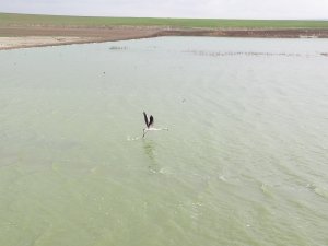 Başkent’in Renkli Misafirleri Flamingolar Mogan Gölü Semalarından Geçti