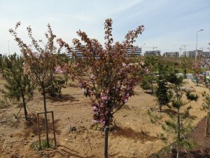 Şehir Hastanesi’nin Sakuraları Çiçek Açtı