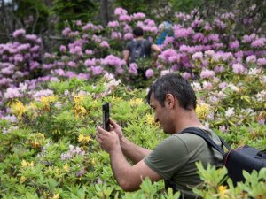 Artvin’de Ladin Ormanları Sekiz Dişli Kabuk Böcek İstilasıyla Karşı Karşıya