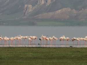 Flamingolar Erçek Gölü’ne Bu Yıl Erken Geldi