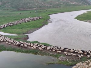 Şırnak’ta Yaylalara Akın Başladı