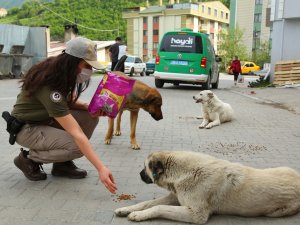 Artvin’de “Tam Kapanma” Sürecinde Sokak Hayvanlarına Polis Ekiplerinden Şefkat Eli