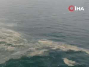 İstanbul Sahilleri Deniz Salyasıyla Doldu
