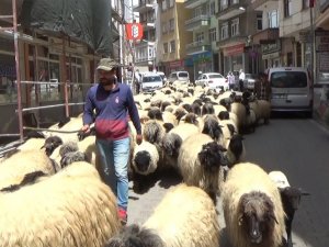 Havalar Isındı, Yayla Göçü Başladı