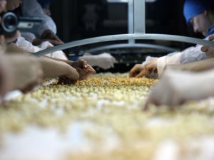 Korona Virüs Salgını Fındık Fiyatlarını Ve İhracatını Olumsuz Etkiliyor