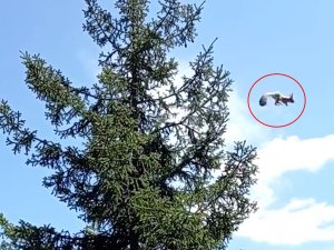Gümüşhane’de Ağaçtan Ağaca Uçan Sincap Cep Telefonu Kameralarına Takıldı