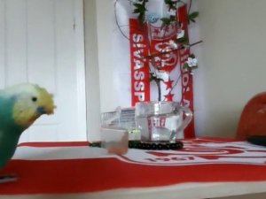 Sivasspor Aşığı Muhabbet Kuşu Tezahüratlarıyla Dikkat Çekiyor