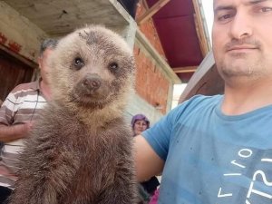 Giresun’da Yol Kenarında Bulunan Yavru Ayı Yetkililere Teslim Edildi