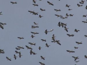 Ak Pelikanların Gökyüzündeki Dansı Havadan Görüntülendi