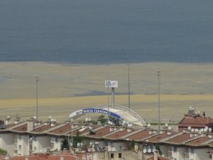 Mudanya Sahilleri De Deniz Salyası İle Kaplandı