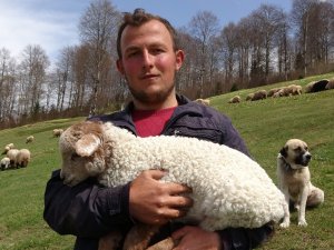 Kuzular Yayla Yolculuğu Öncesi Mezraları Doldurdu