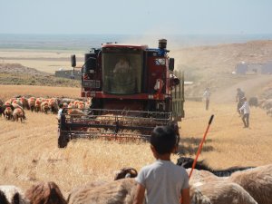 Mardin’de Kuraklık Nedeniyle Mercimek Hasadına Erken Başlandı