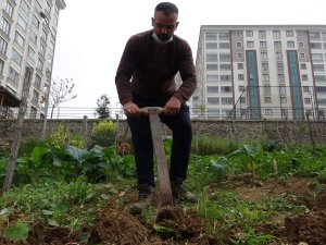 Lüks Siteler Arasında Tarla Belleyip Bahçe İşi Yapıyorlar