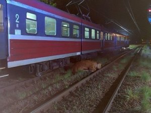 Polonya’da 2 İnek Tren Kazasından Yara Almadan Kurtuldu