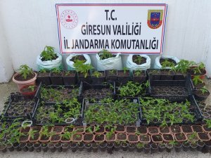 Jandarma Ve Emniyetten Uyuşturucu Operasyonu