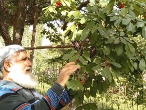 Karadeniz’in İlk Kiraz Hasadı Artvin’de Yapıldı