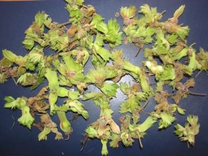 Üreticilere Fındık Kurduyla Mücadele Uyarısı