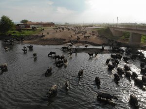 Serengeti Parkı Değil Balıkesir Ovası