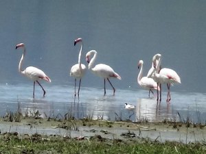 Van Gölü Havzası’nın Narin Kuşları Flamingolar