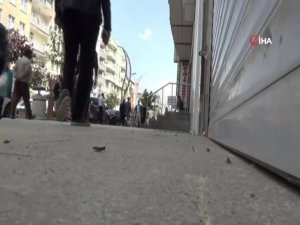 Hakkari’de Sokaklarda Görülen Çekirgeler Tedirgin Ediyor