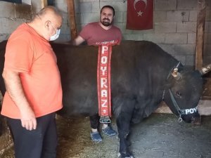 Oğlundan Ayırt Etmedi, Boğasına Da Bayramlık Aldı