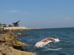 Dünyanın En Büyük İkinci Balinası, Mersin’de Karaya Vurdu