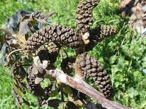 Gümüşhane’yi Don Vurdu